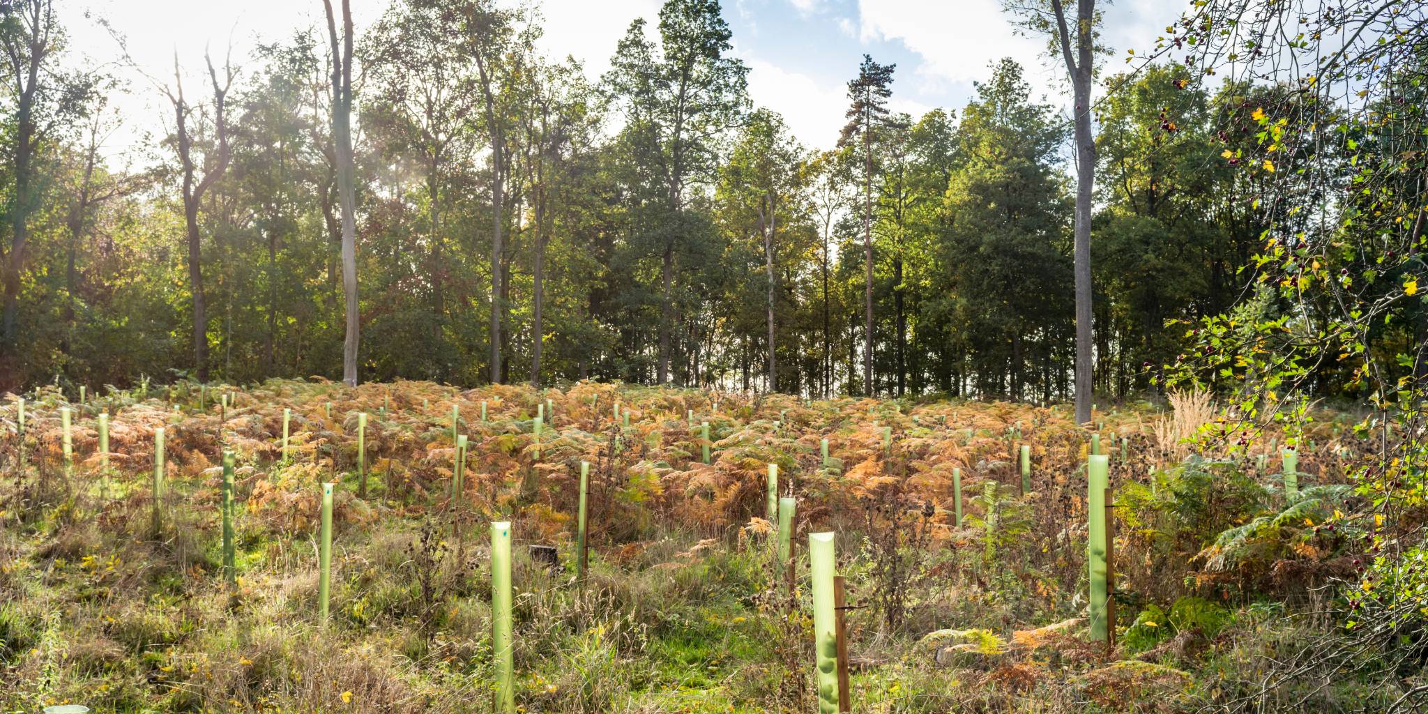Cultivate Your Sustainable Sanctuary